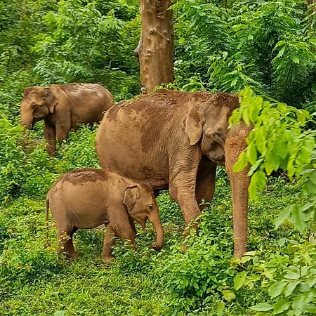 Kuruva Shoreline Wayanad Chegat Exterior photo