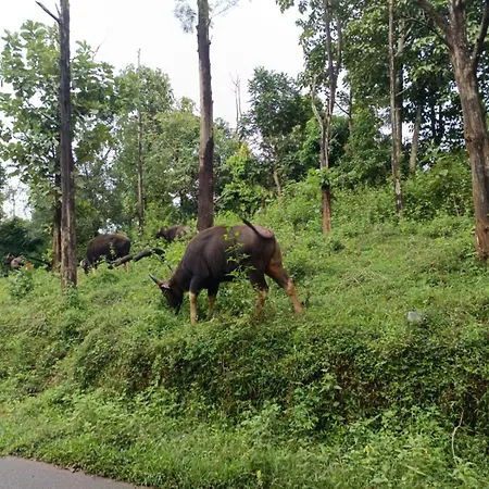 Kuruva Shoreline Wayanad Chegat Exterior photo