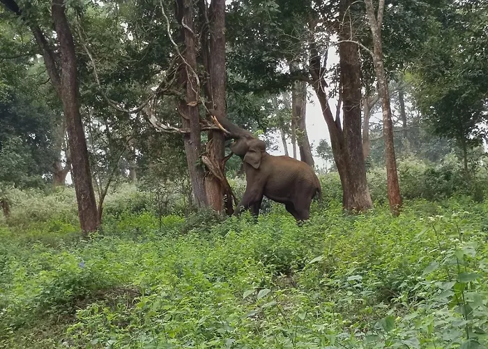 Kuruva Shoreline Wayanad