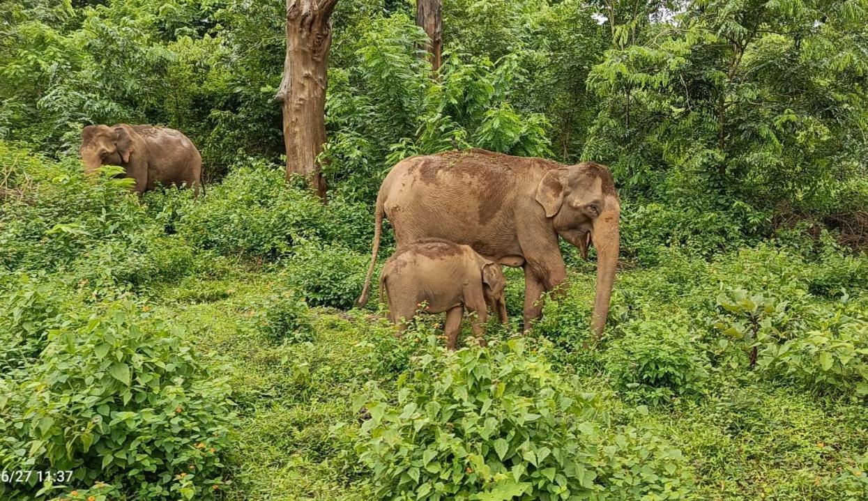 Villa Kuruva Shoreline Wayanad