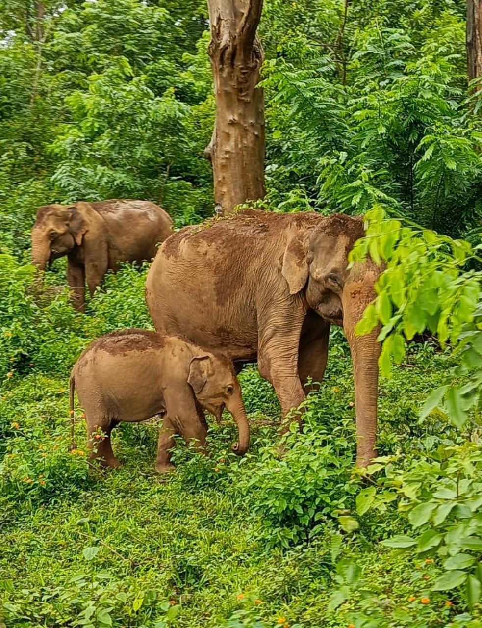 Kuruva Shoreline Wayanad Villa Chegat