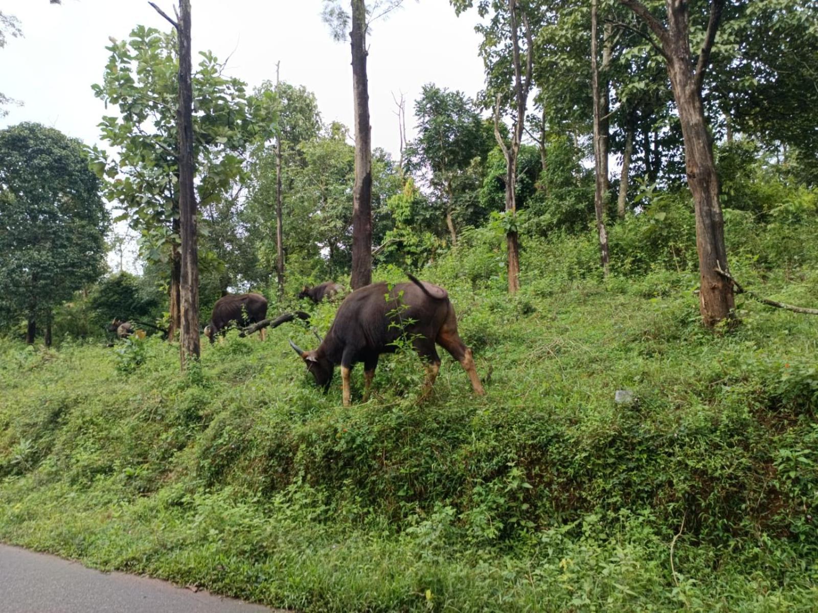 Villa Kuruva Shoreline Wayanad