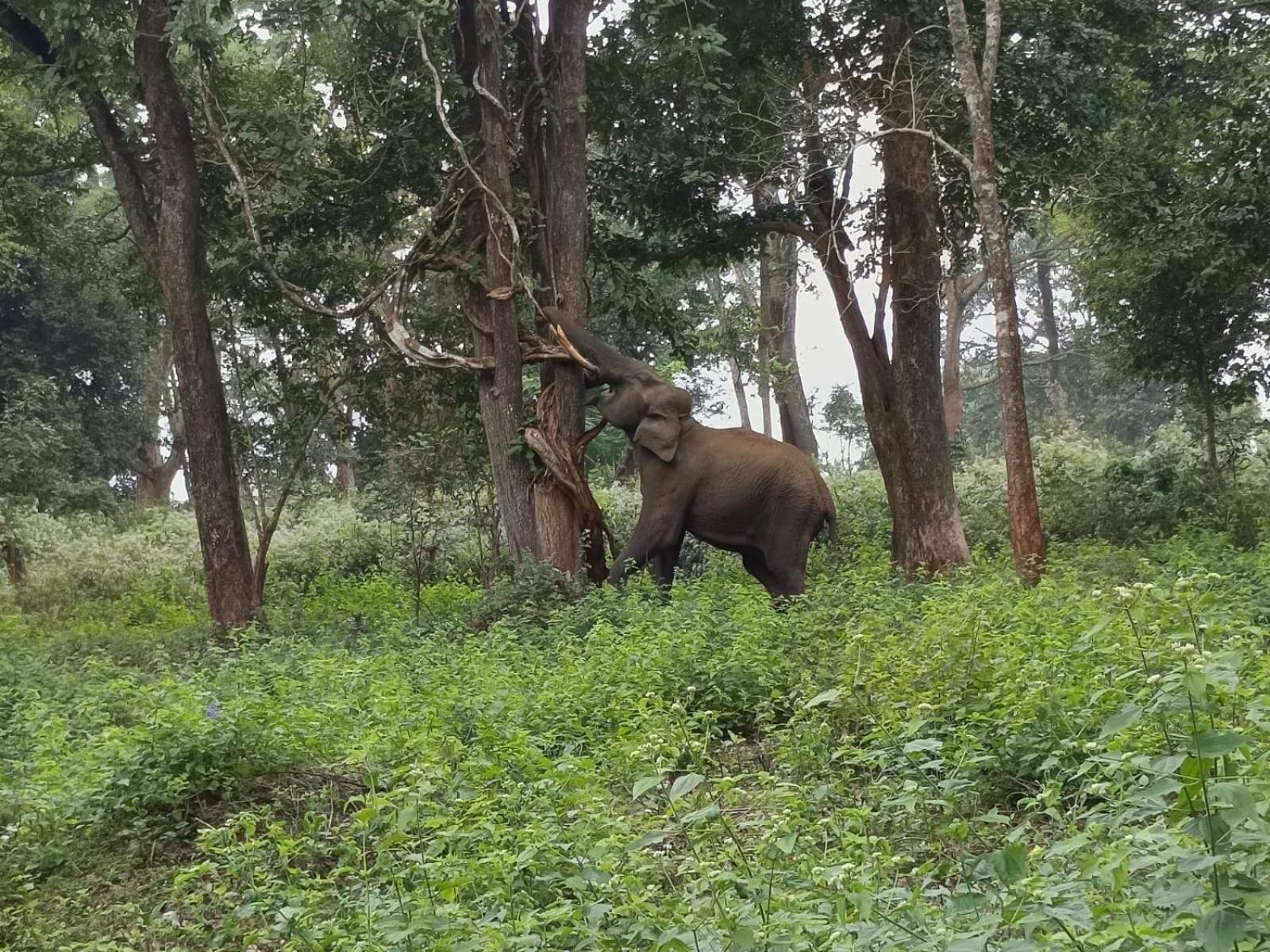 Villa Kuruva Shoreline Wayanad *